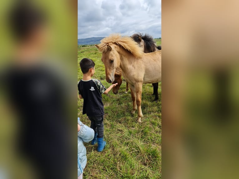 Caballos islandeses Caballo castrado 4 años 135 cm Red Dun/Cervuno in selfoss