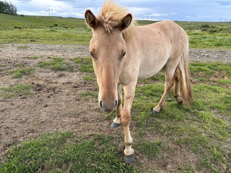 Caballos islandeses Caballo castrado 4 años 135 cm Red Dun/Cervuno in selfoss