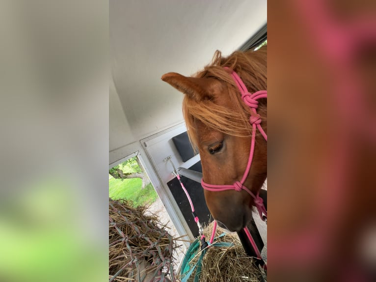 Caballos islandeses Caballo castrado 4 años 137 cm Alazán in Melle