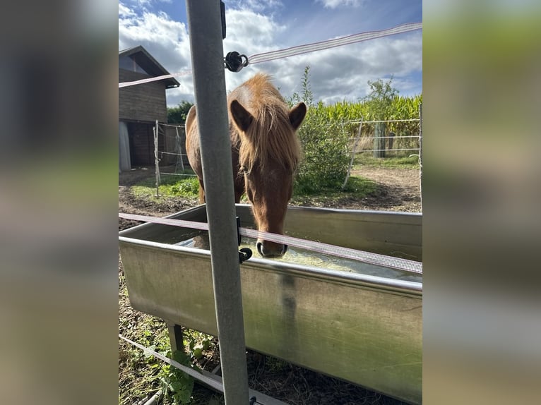 Caballos islandeses Caballo castrado 4 años 137 cm Alazán in Melle