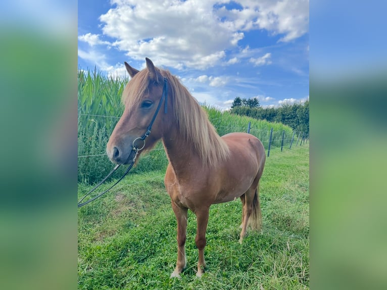 Caballos islandeses Caballo castrado 4 años 137 cm Alazán in Melle