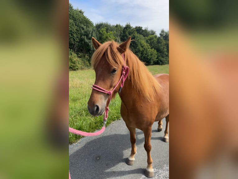 Caballos islandeses Caballo castrado 4 años 137 cm Alazán in Melle