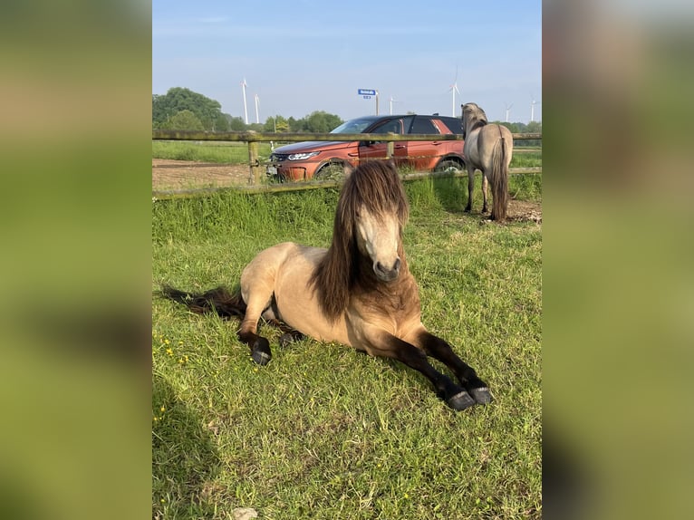 Caballos islandeses Caballo castrado 4 años 137 cm Buckskin/Bayo in Rheurdt