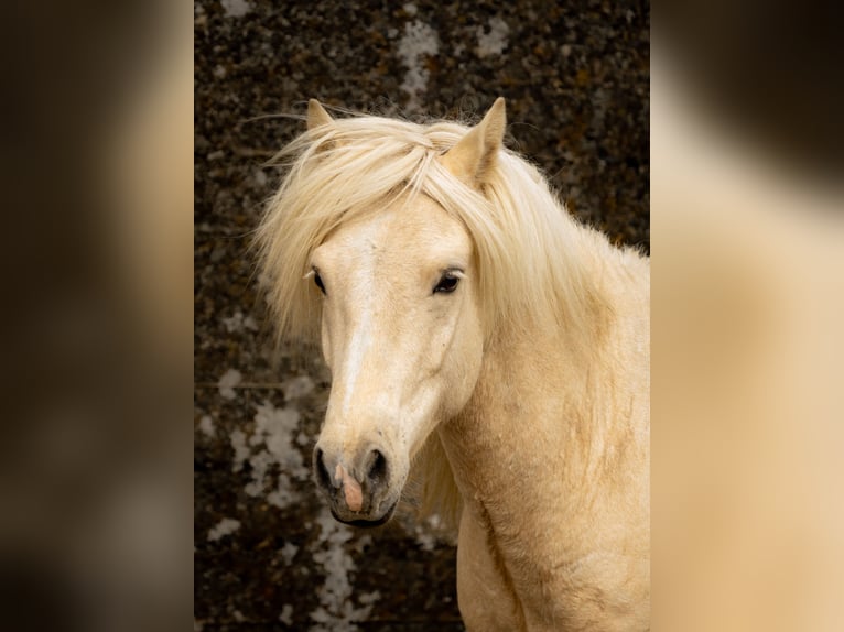 Caballos islandeses Caballo castrado 4 años 137 cm Palomino in Hvölsvollur