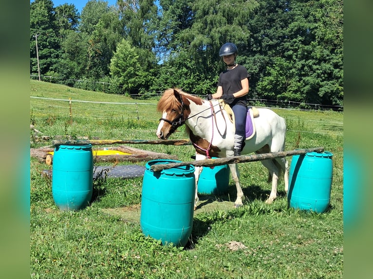 Caballos islandeses Caballo castrado 4 años 137 cm Pío in Bayerbach