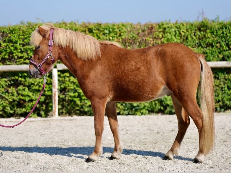 Caballos islandeses Caballo castrado 4 años 138 cm Alazán in Neustadt (Wied)