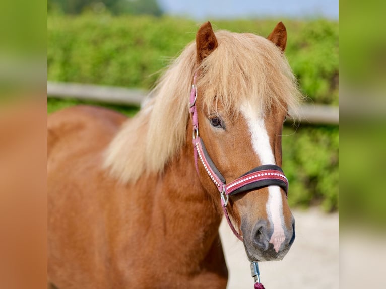 Caballos islandeses Caballo castrado 4 años 138 cm Alazán in Neustadt (Wied)