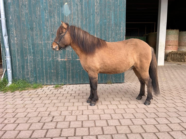 Caballos islandeses Caballo castrado 4 años 138 cm Bayo in Wedemark