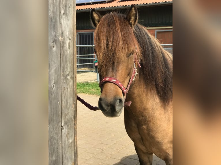 Caballos islandeses Caballo castrado 4 años 138 cm Bayo in Wedemark