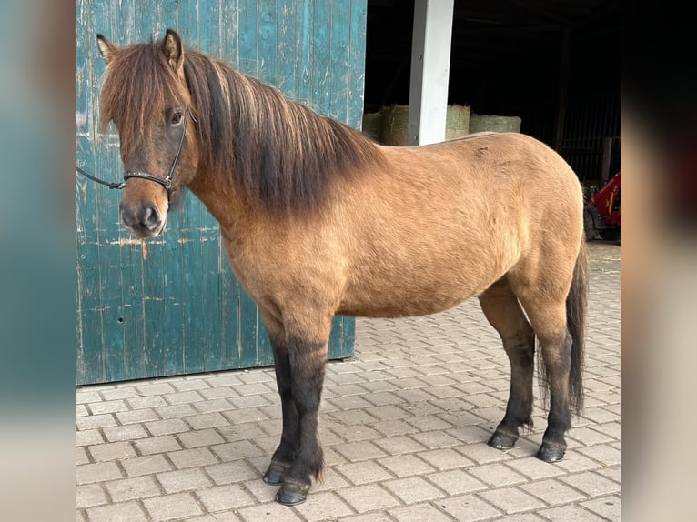 Caballos islandeses Caballo castrado 4 años 138 cm Bayo in Wedemark