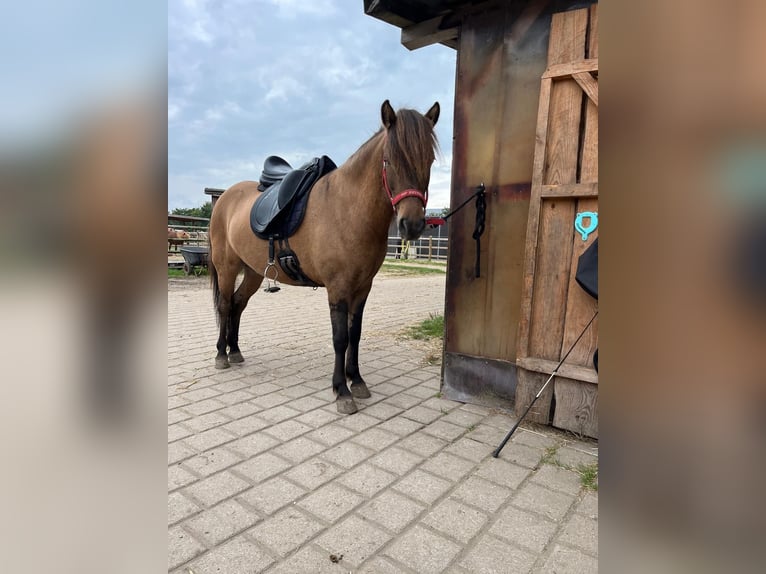 Caballos islandeses Caballo castrado 4 años 138 cm Bayo in Wedemark