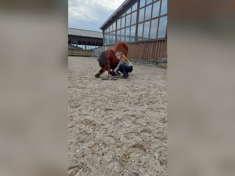 Caballos islandeses Caballo castrado 4 años 138 cm Castaño oscuro in Duisburg