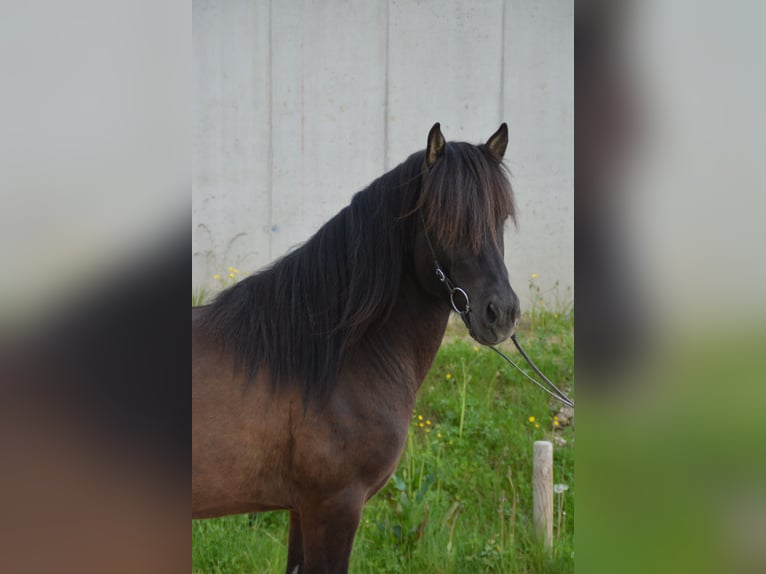 Caballos islandeses Caballo castrado 4 años 138 cm Negro in Gotschuchen