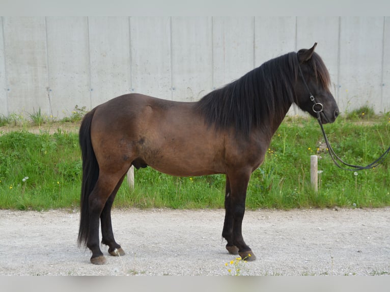 Caballos islandeses Caballo castrado 4 años 138 cm Negro in Gotschuchen