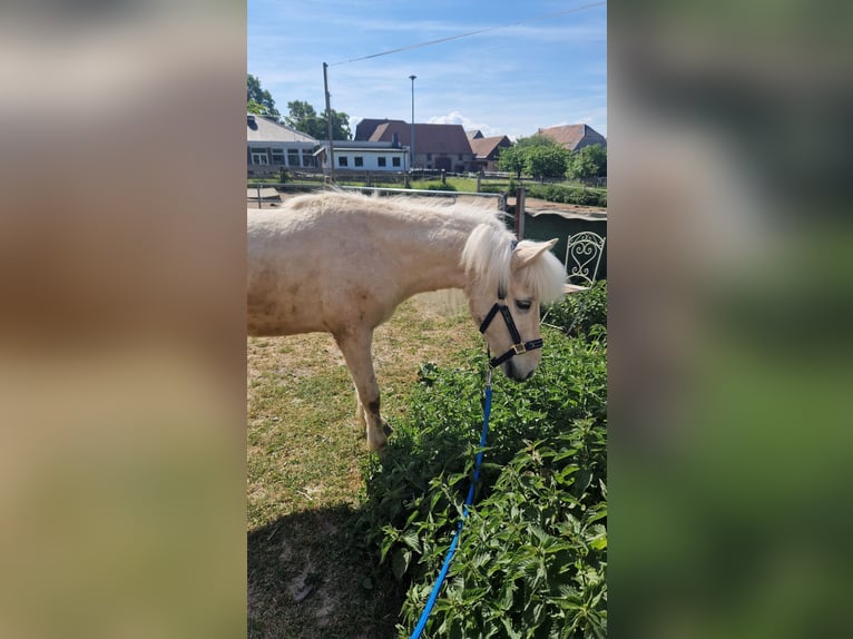 Caballos islandeses Caballo castrado 4 años 138 cm Palomino in Warburg