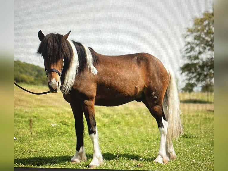 Caballos islandeses Caballo castrado 4 años 138 cm Pío in Rickenbach