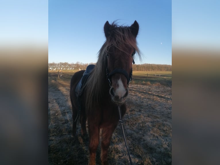 Caballos islandeses Caballo castrado 4 años 140 cm Alazán in Sønder Omme