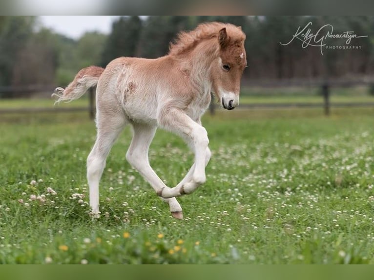 Caballos islandeses Caballo castrado 4 años 142 cm Alazán in Wanroij