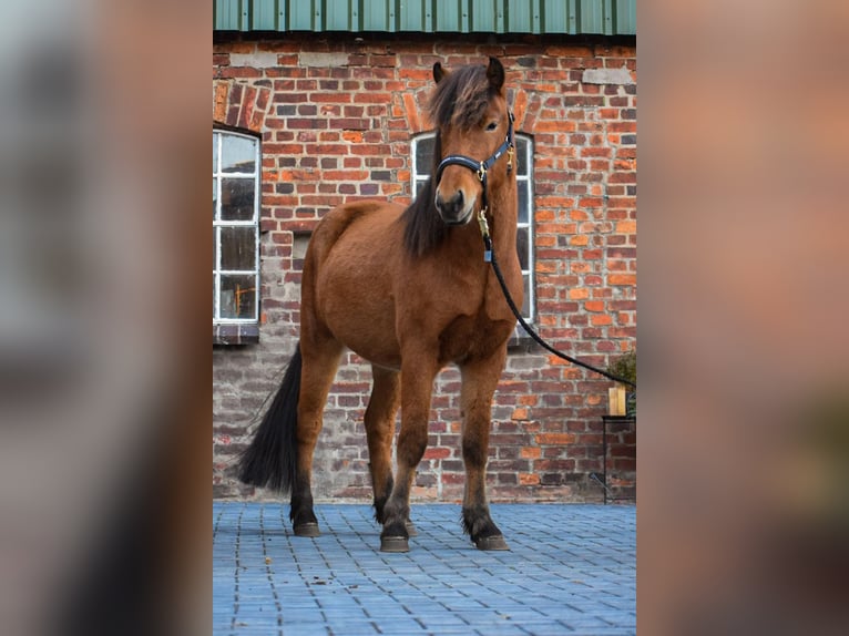 Caballos islandeses Caballo castrado 4 años 144 cm Castaño in Blunk