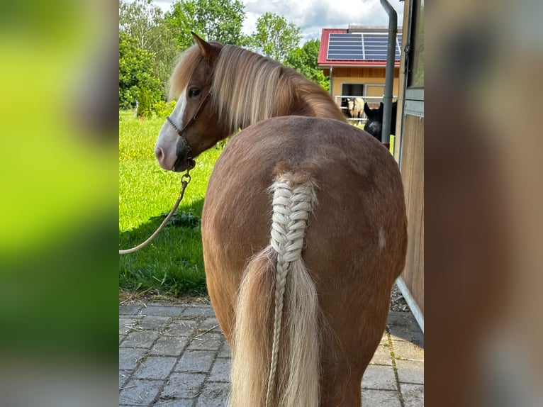 Caballos islandeses Caballo castrado 4 años 148 cm Alazán in Lathen