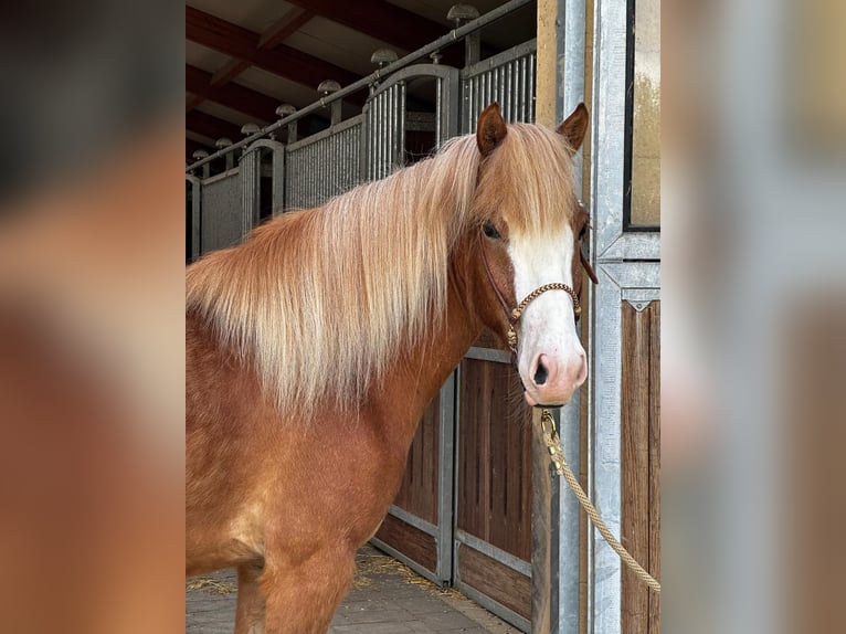 Caballos islandeses Caballo castrado 4 años 148 cm Alazán in Lathen