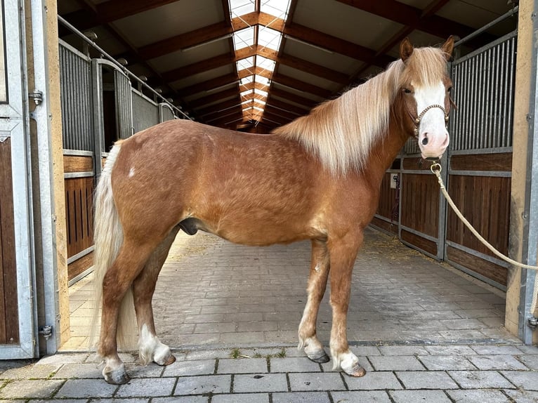 Caballos islandeses Caballo castrado 4 años 148 cm Alazán in Lathen