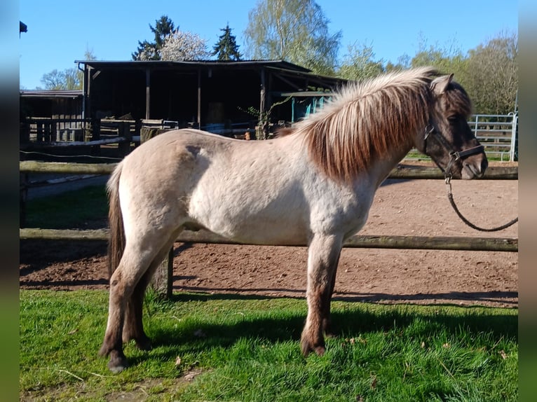 Caballos islandeses Caballo castrado 4 años Bayo in Wiemersdorf