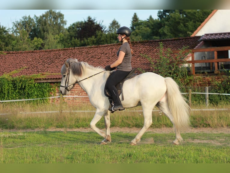 Caballos islandeses Caballo castrado 4 años Tordo in Osnabrück