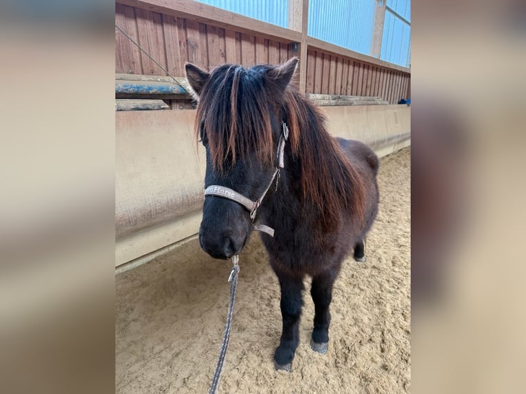 Caballos islandeses Caballo castrado 5 años 132 cm Negro in Fronreute