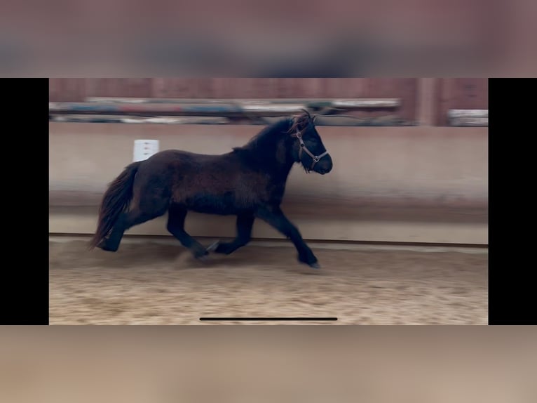 Caballos islandeses Caballo castrado 5 años 132 cm Negro in Fronreute