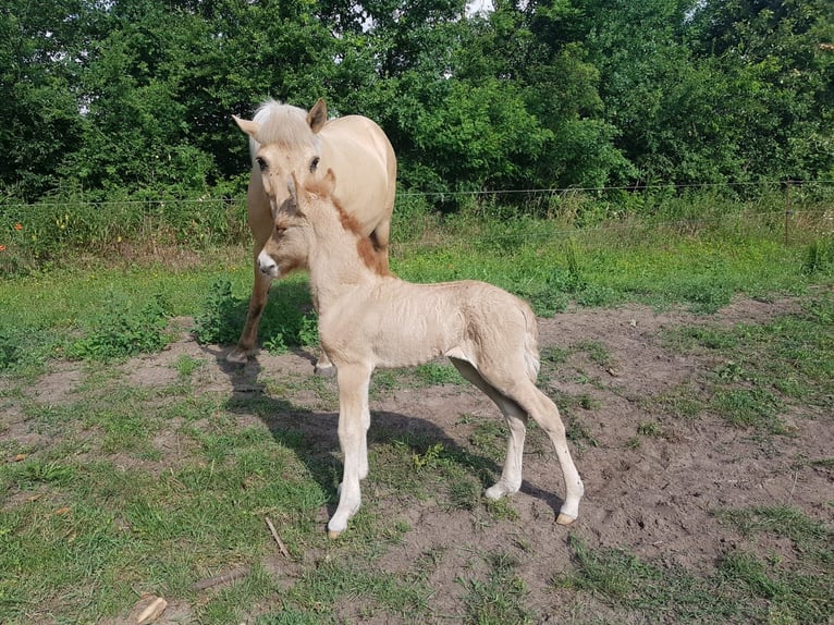 Caballos islandeses Caballo castrado 5 años 135 cm Bayo in Stapelfeld