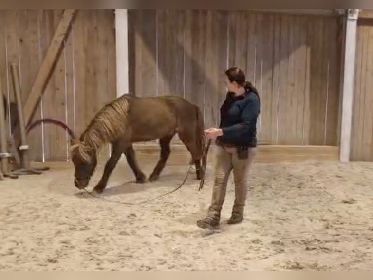 Caballos islandeses Caballo castrado 5 años 135 cm Negro in Kleines Wiesental