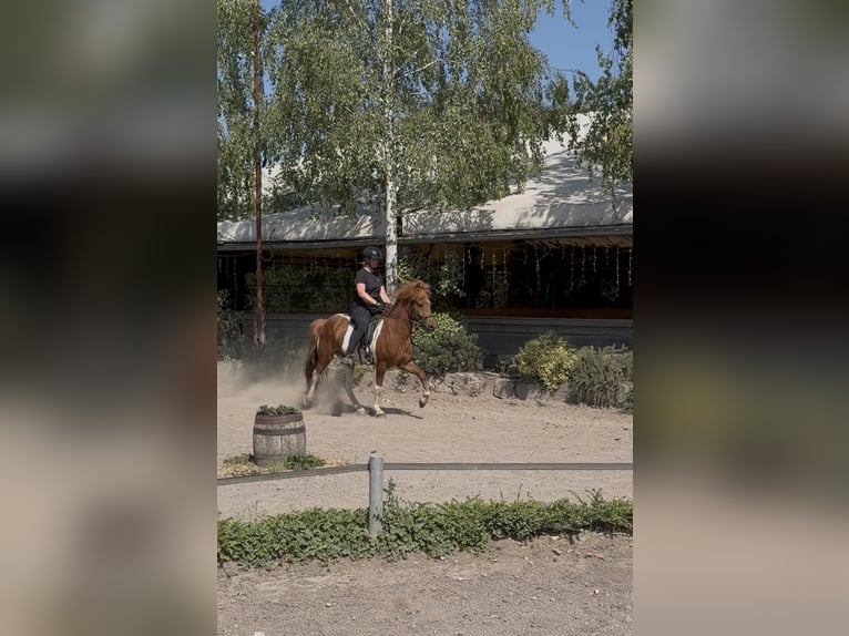 Caballos islandeses Caballo castrado 5 años 136 cm Alazán in Bad Honnef