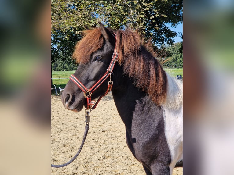 Caballos islandeses Caballo castrado 5 años 136 cm Pío in Grabenstätt