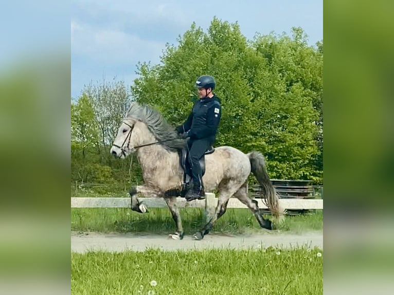 Caballos islandeses Caballo castrado 5 años 137 cm Tordillo negro in Ehndorf