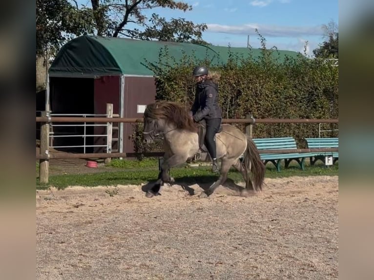 Caballos islandeses Caballo castrado 5 años 138 cm Bayo in Fronreute