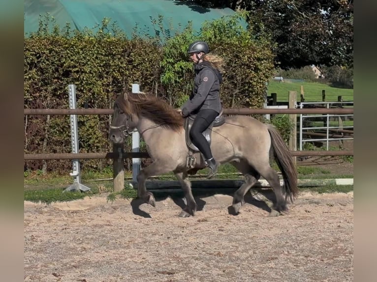 Caballos islandeses Caballo castrado 5 años 138 cm Bayo in Fronreute