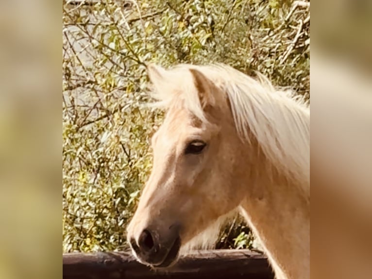 Caballos islandeses Caballo castrado 5 años 139 cm Palomino in Dorsten