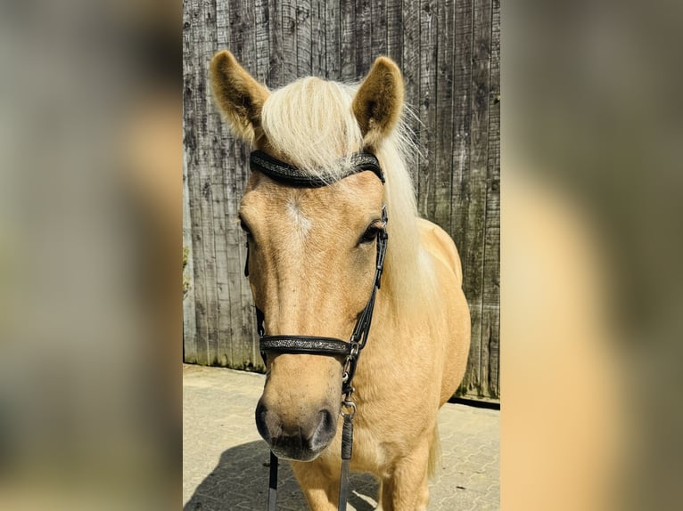 Caballos islandeses Caballo castrado 5 años 139 cm Palomino in Dorsten