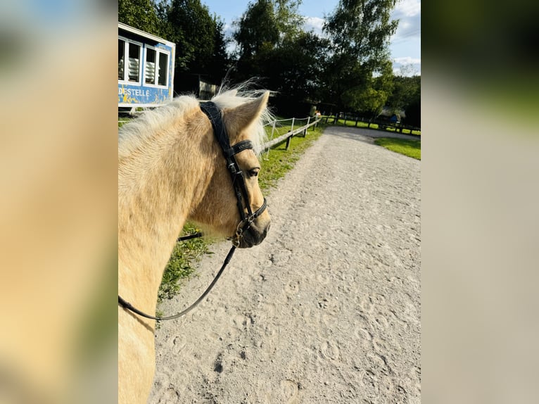 Caballos islandeses Caballo castrado 5 años 139 cm Palomino in Dorsten