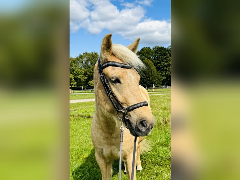 Caballos islandeses Caballo castrado 5 años 139 cm Palomino in Dorsten