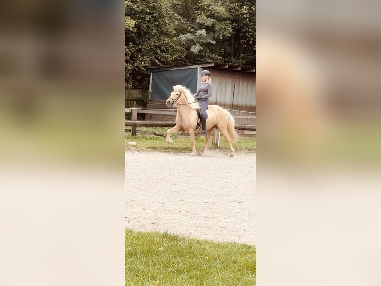 Caballos islandeses Caballo castrado 5 años 139 cm Palomino in Dorsten