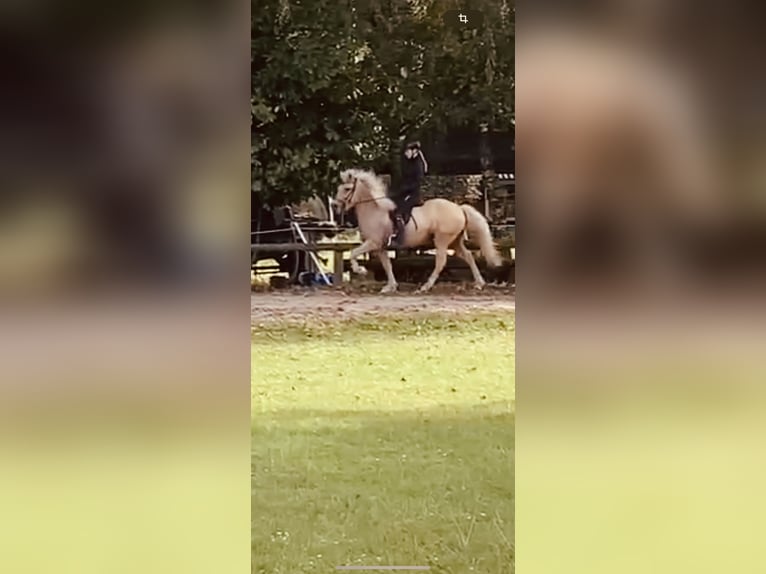 Caballos islandeses Caballo castrado 5 años 139 cm Palomino in Dorsten