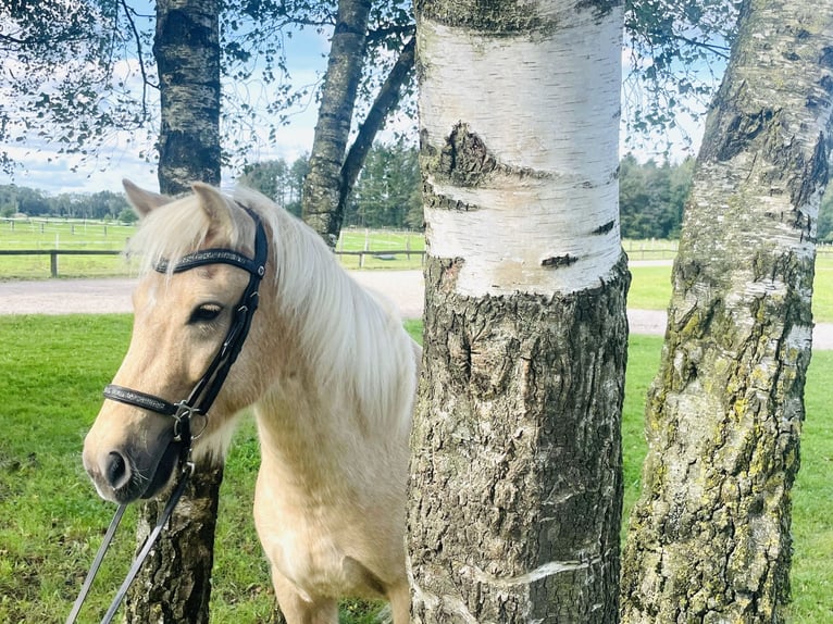 Caballos islandeses Caballo castrado 5 años 139 cm Palomino in Dorsten