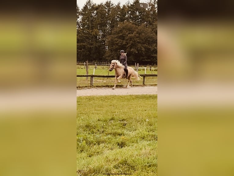 Caballos islandeses Caballo castrado 5 años 139 cm Palomino in Dorsten