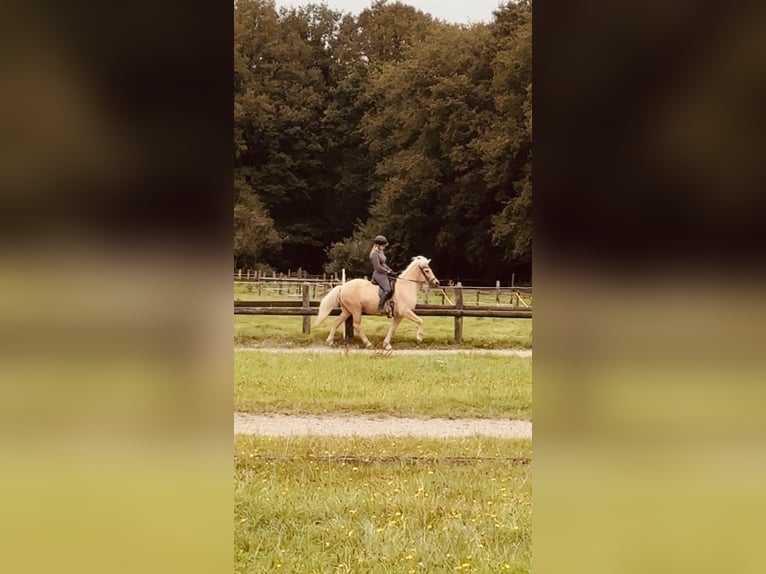 Caballos islandeses Caballo castrado 5 años 139 cm Palomino in Dorsten