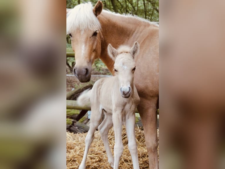 Caballos islandeses Caballo castrado 5 años 139 cm Palomino in Dorsten