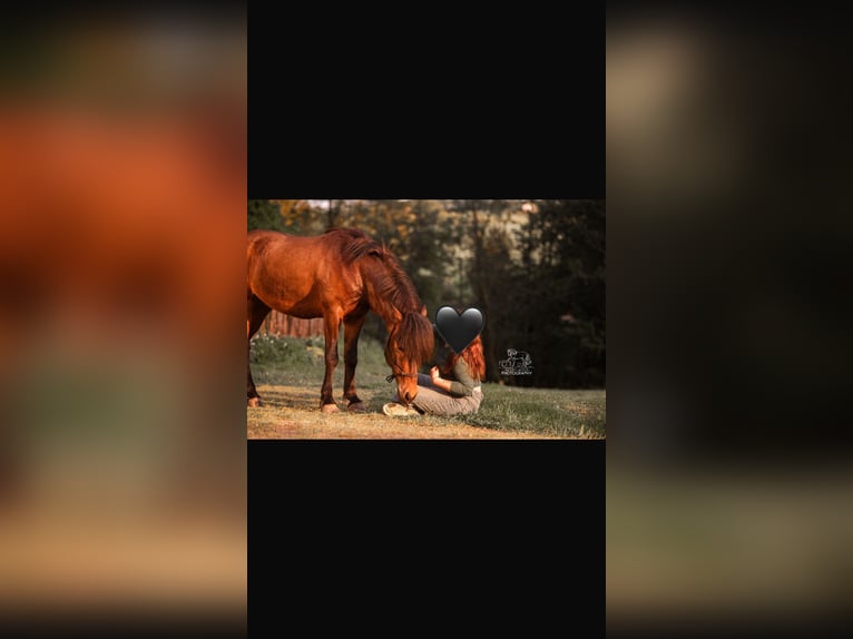 Caballos islandeses Caballo castrado 5 años 140 cm Castaño in Sangerhof