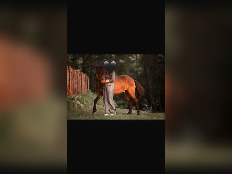 Caballos islandeses Caballo castrado 5 años 140 cm Castaño in Sangerhof