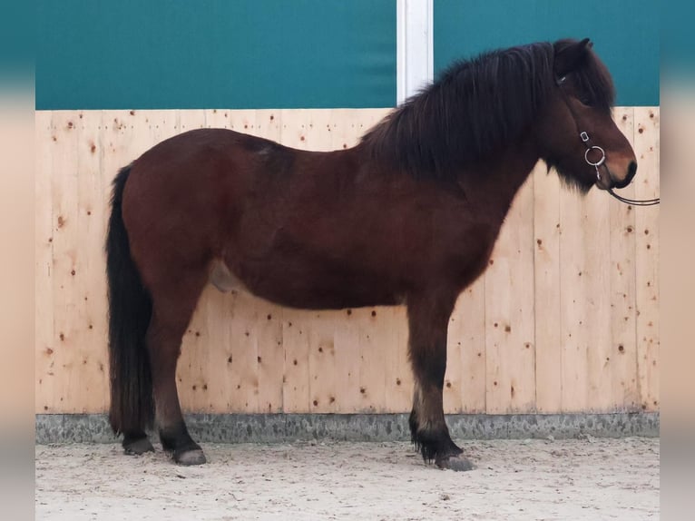 Caballos islandeses Caballo castrado 5 años 140 cm Castaño oscuro in Martfeld